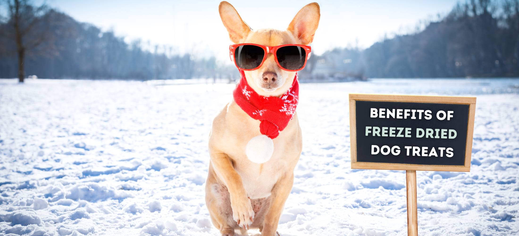 The Benefits of Freeze Dried Dog Treats: A Healthy Snacking Guide