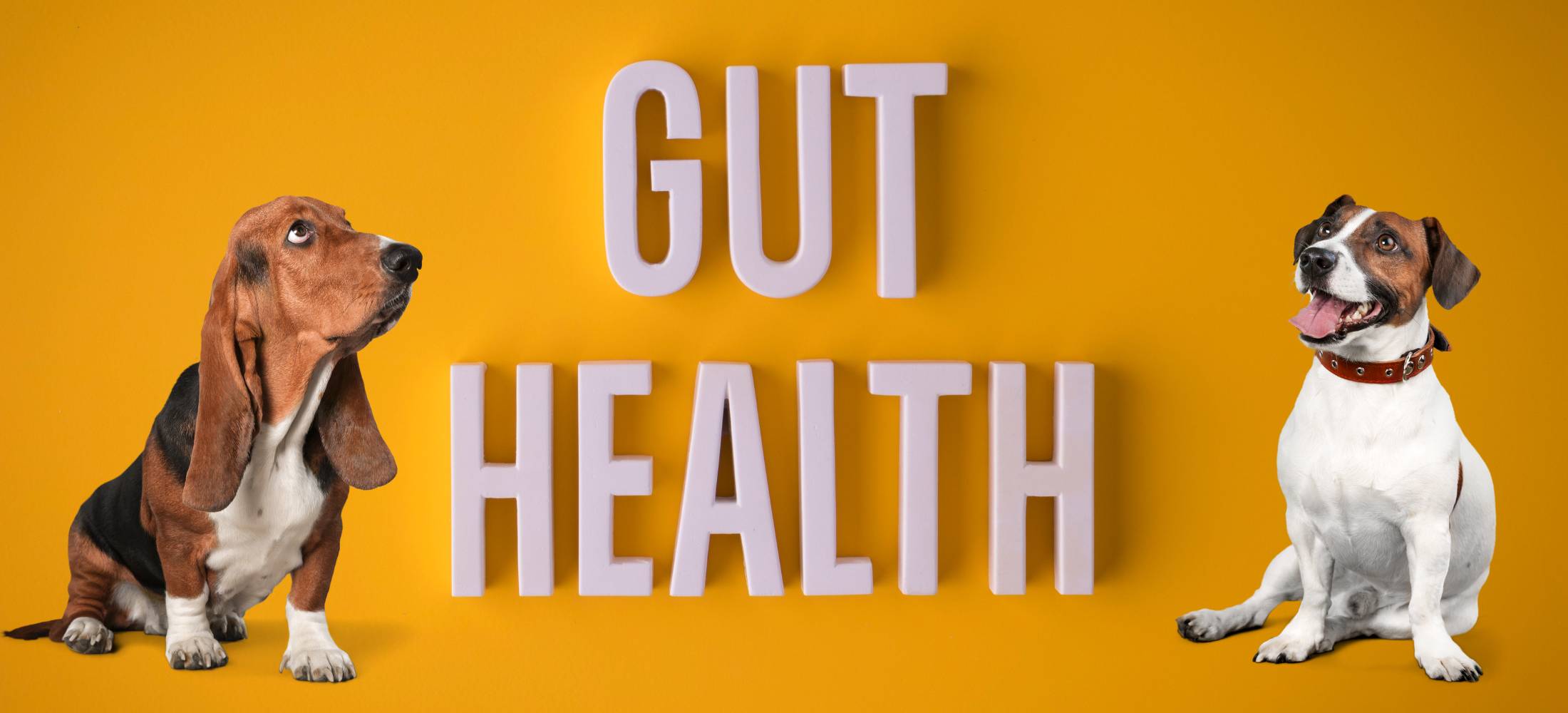 Boost Your Dog’s Gut Health: 3 Simple Probiotic Solutions