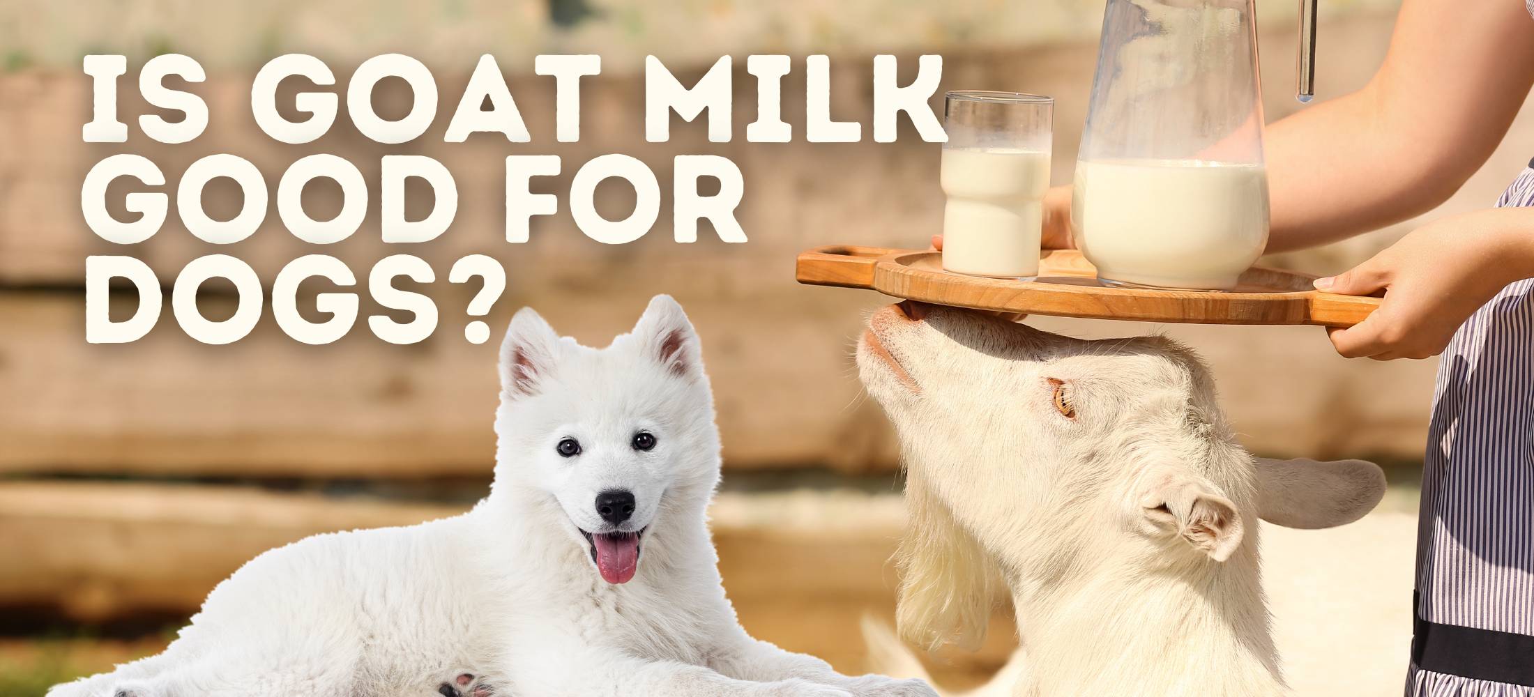 Benefits of goat milk for dogs hotsell