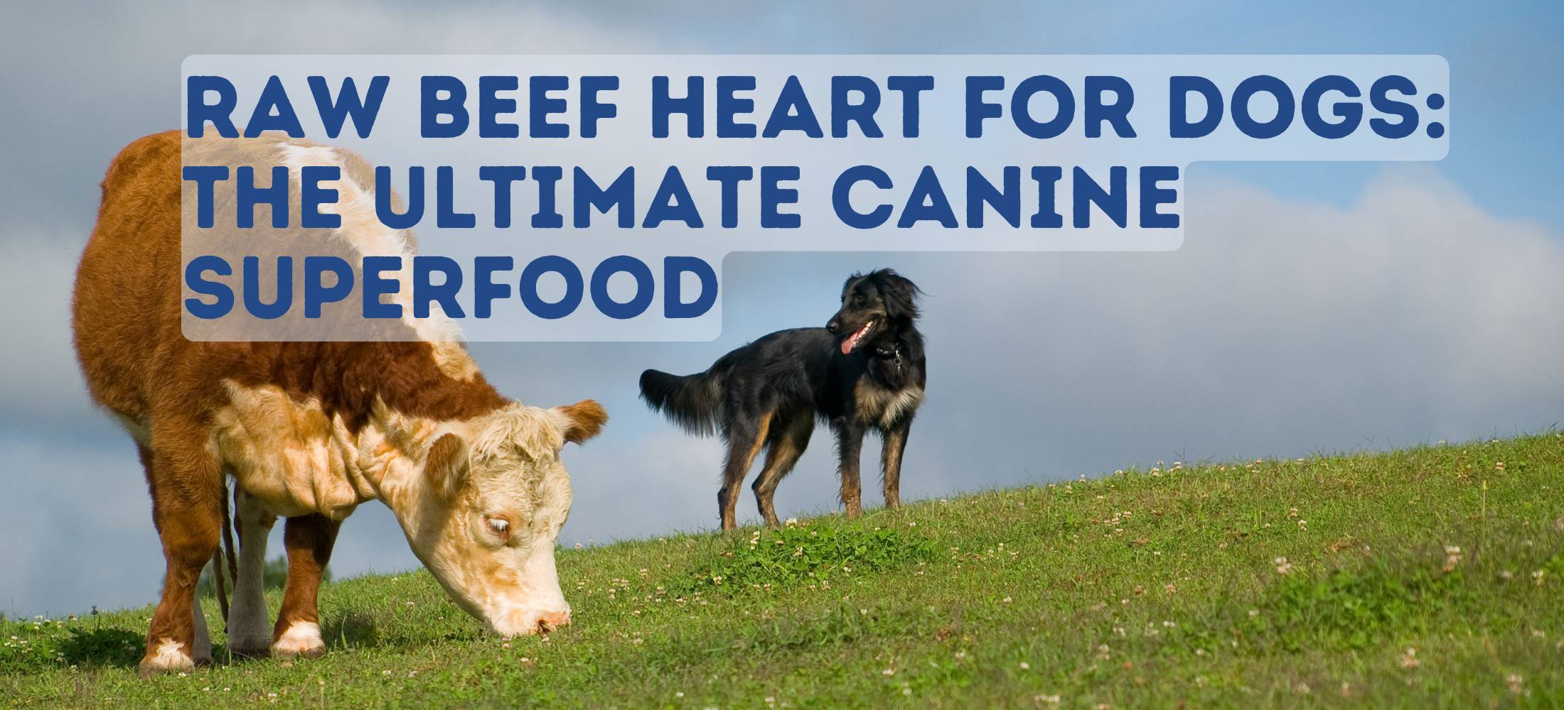 Farm dog stands on a grassy hillside next to a grass-fed beef cow