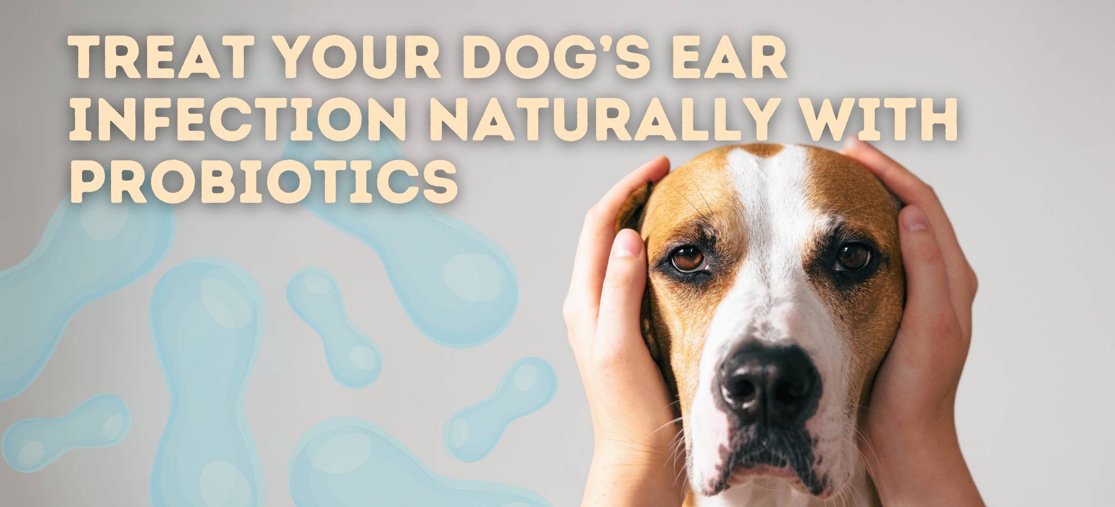 Wondering How to Treat Your Dog s Ear Infection Naturally Consider Pr Snack Baby