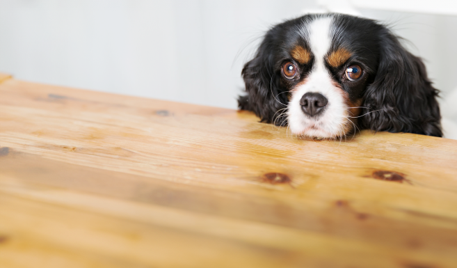 A cute dog rests his chin on the counter