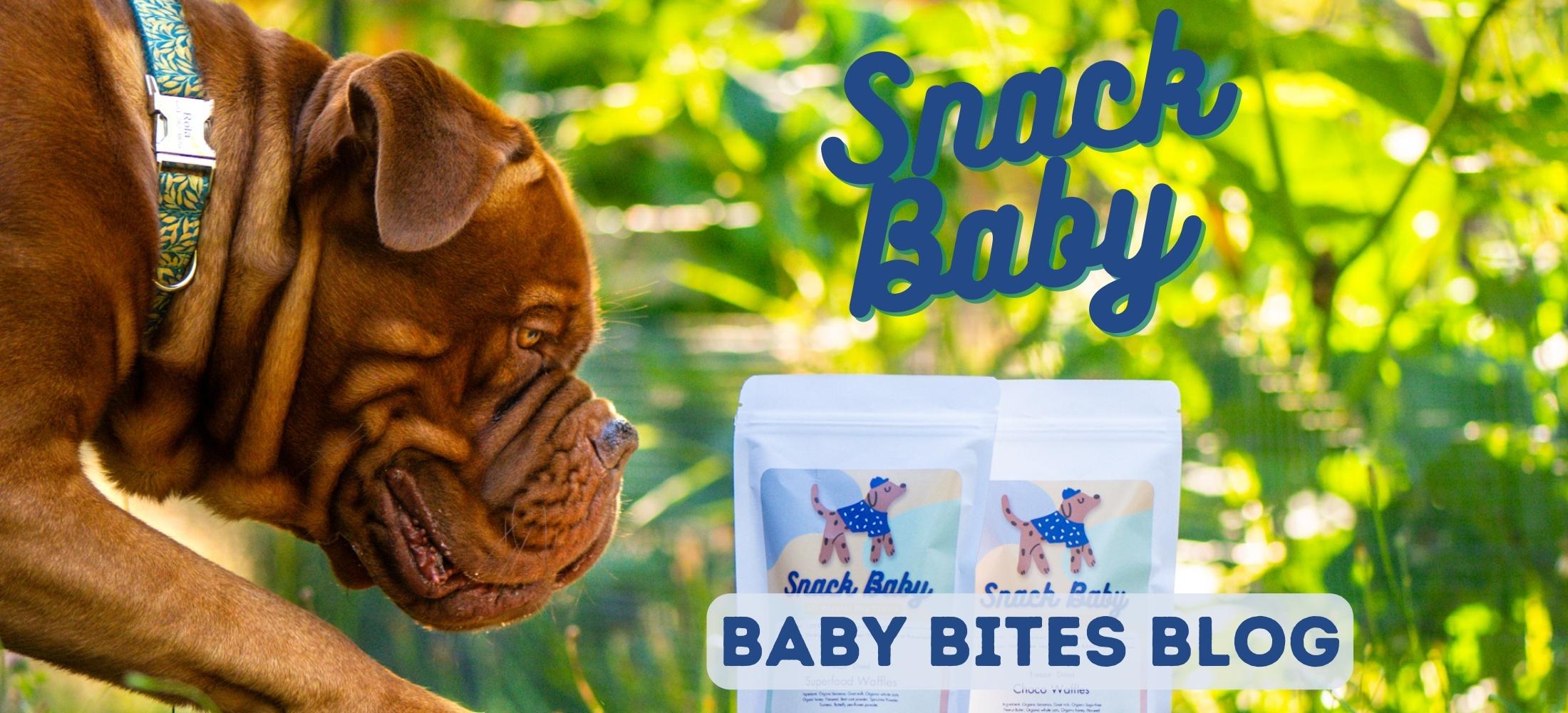 French Mastiff with Snack Baby's All Natural Dog Treats