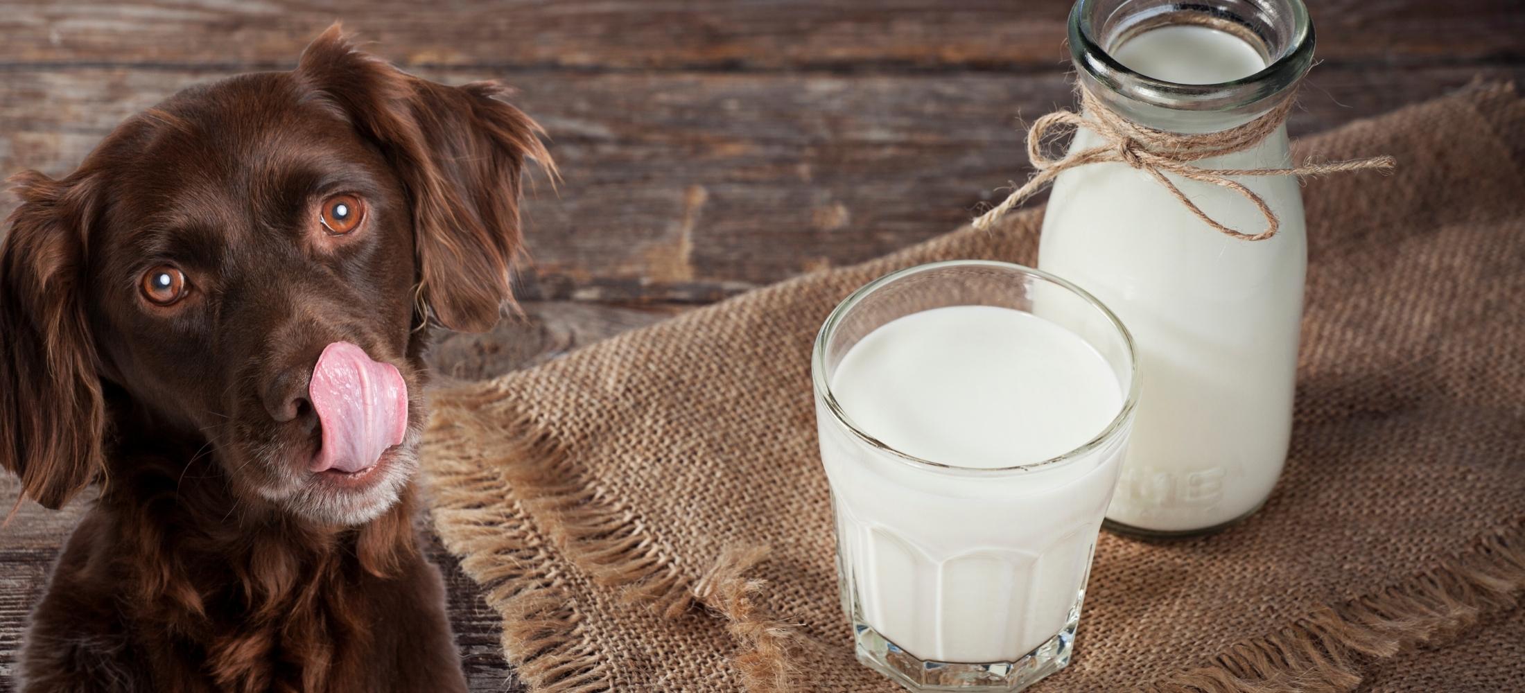 Cute dog with glass and bottle of probiotic-rich goat milk