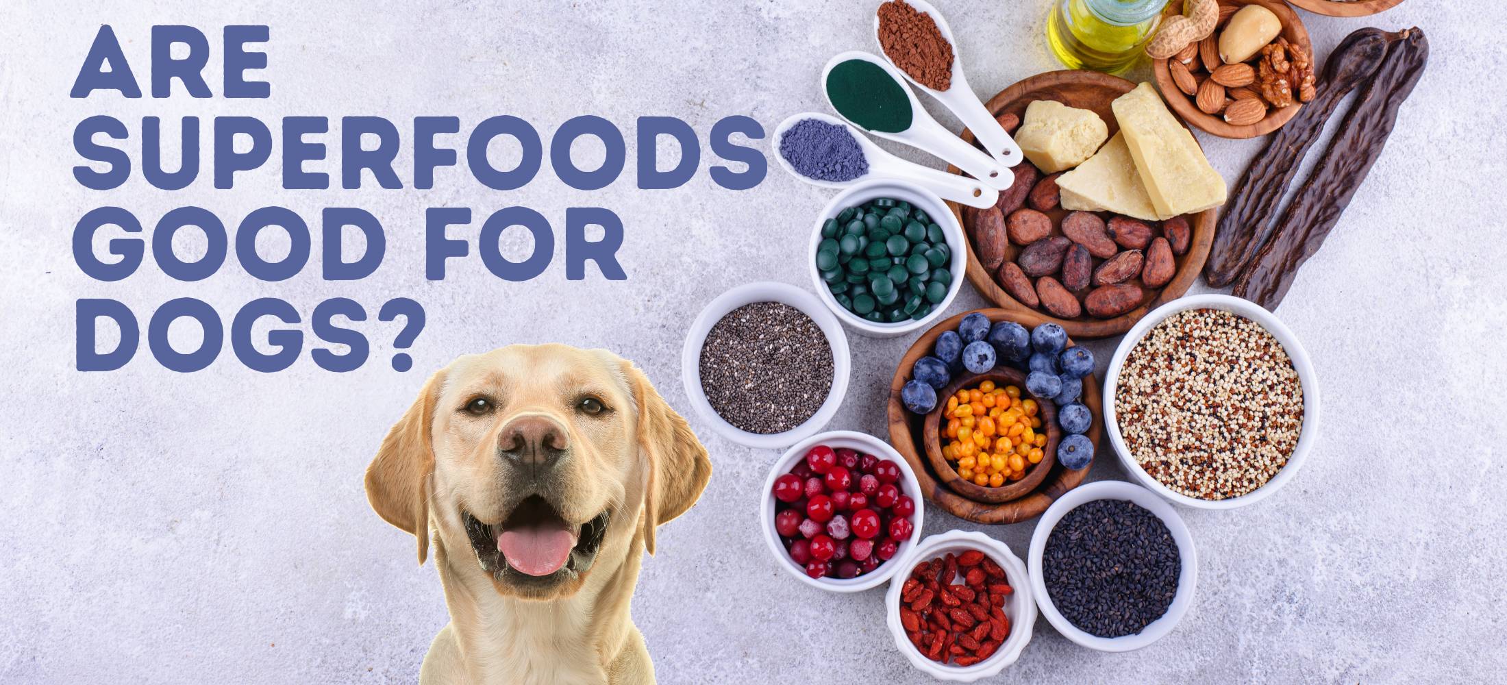 A golden lab sits next to a plethora of superfoods for dogs