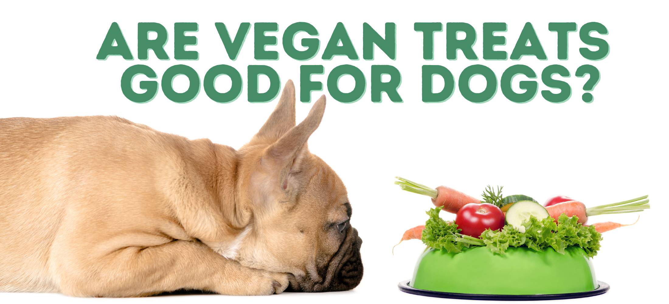 A French Bulldog stares at a plate of vegan dog treats