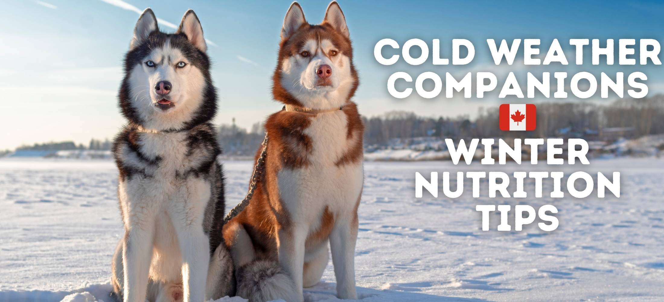 Cold Weather Companions: Nutrition Tips for Canadian Dogs in Winter