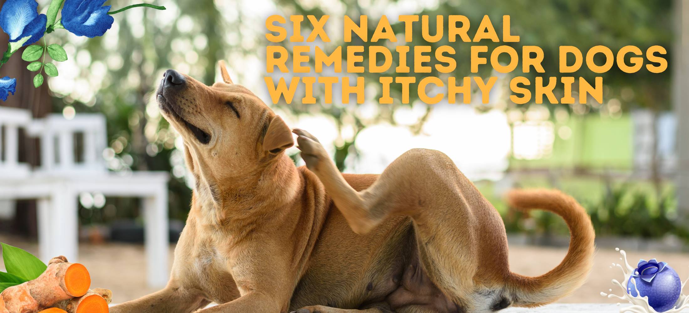 Itchy dog scratching his skin with natural superfood remedies