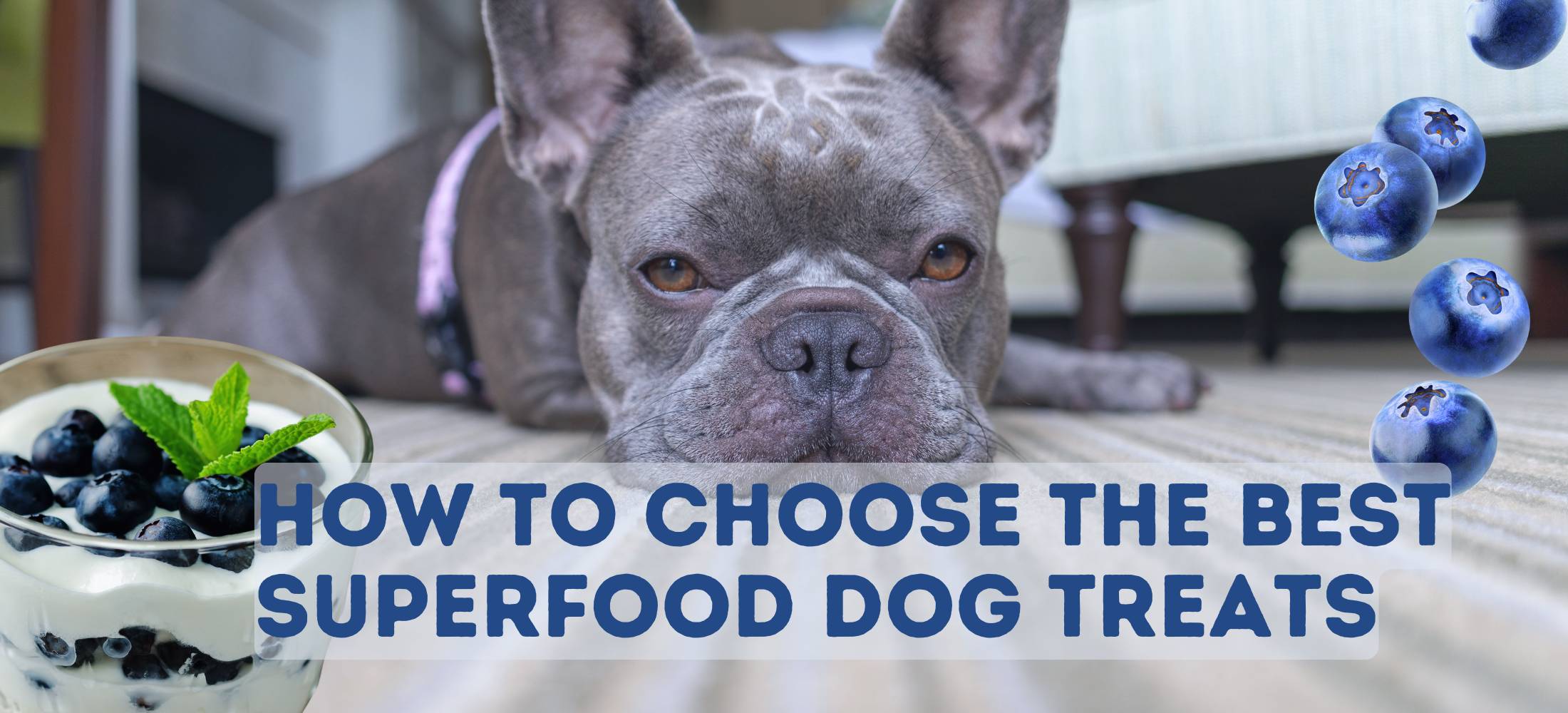 Elevate Your Dog’s Diet: How to Choose the Best Superfood Dog Treats