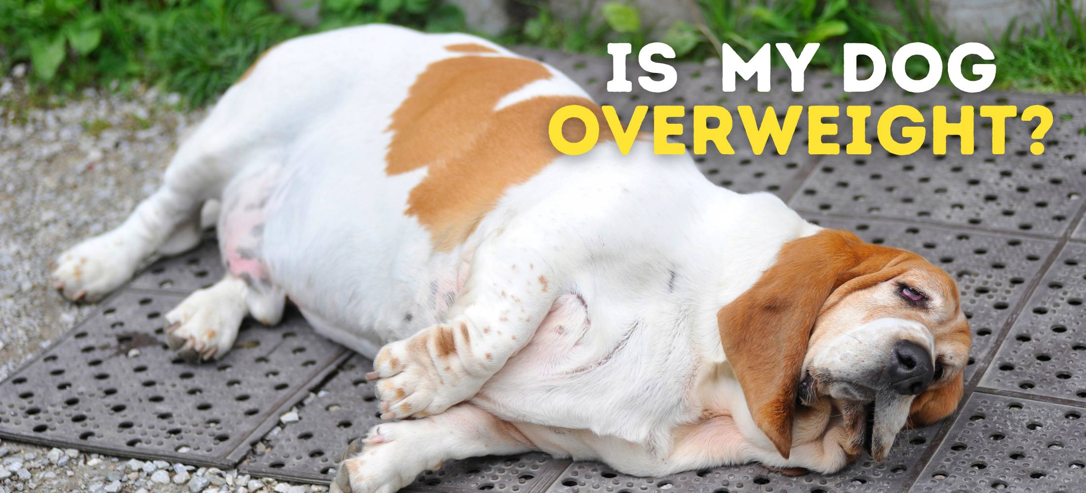 Is My Dog Overweight? Top Tips for Effective Canine Weight Loss!