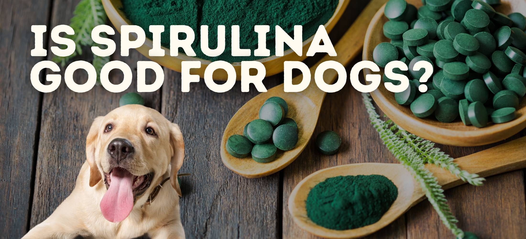 A golden lab in front of spirulina supplements for dogs