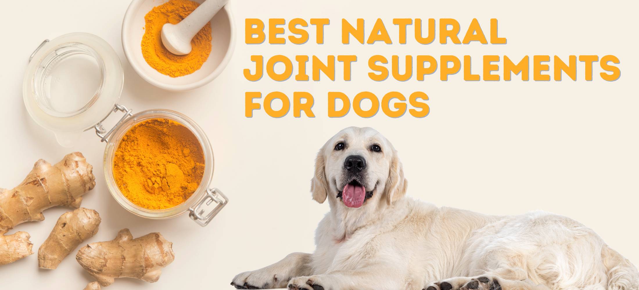 White lab with turmeric joint supplement for dogs