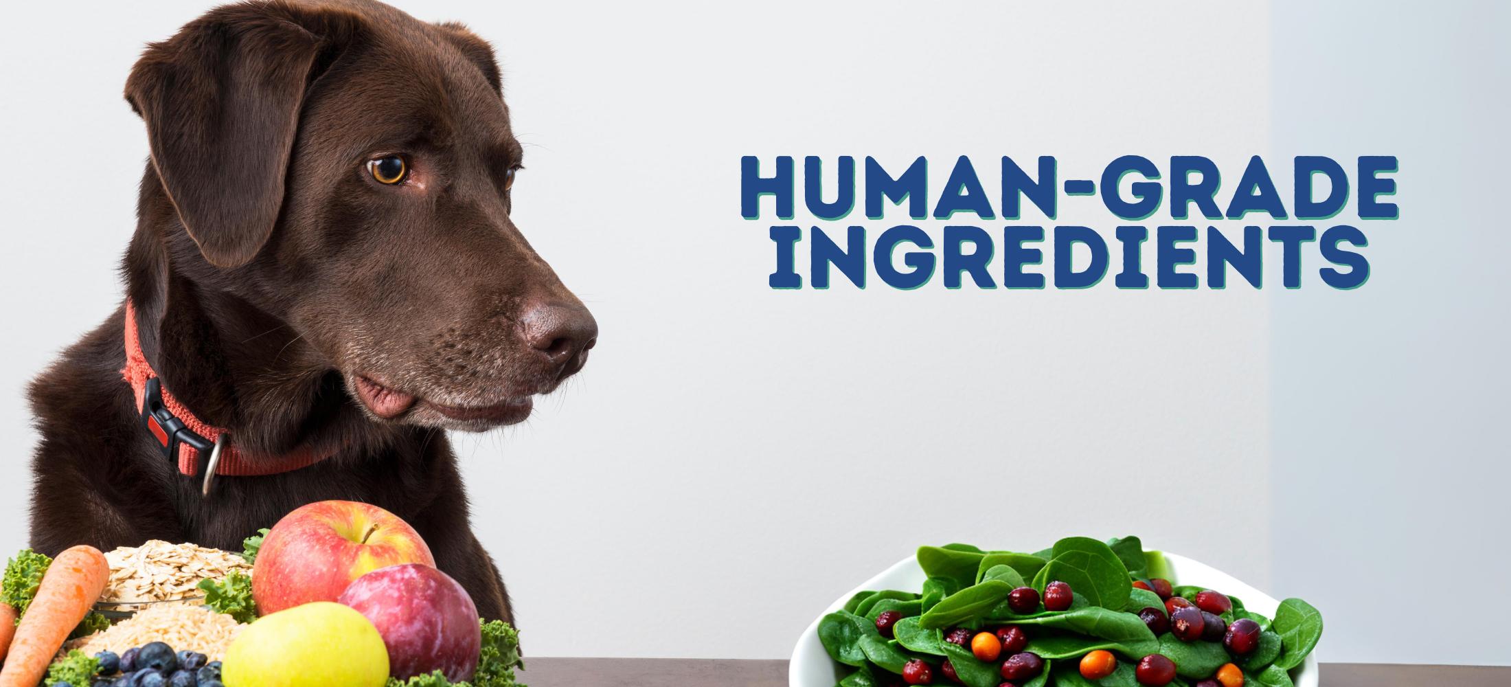 Dog with healthy human-grade ingredients
