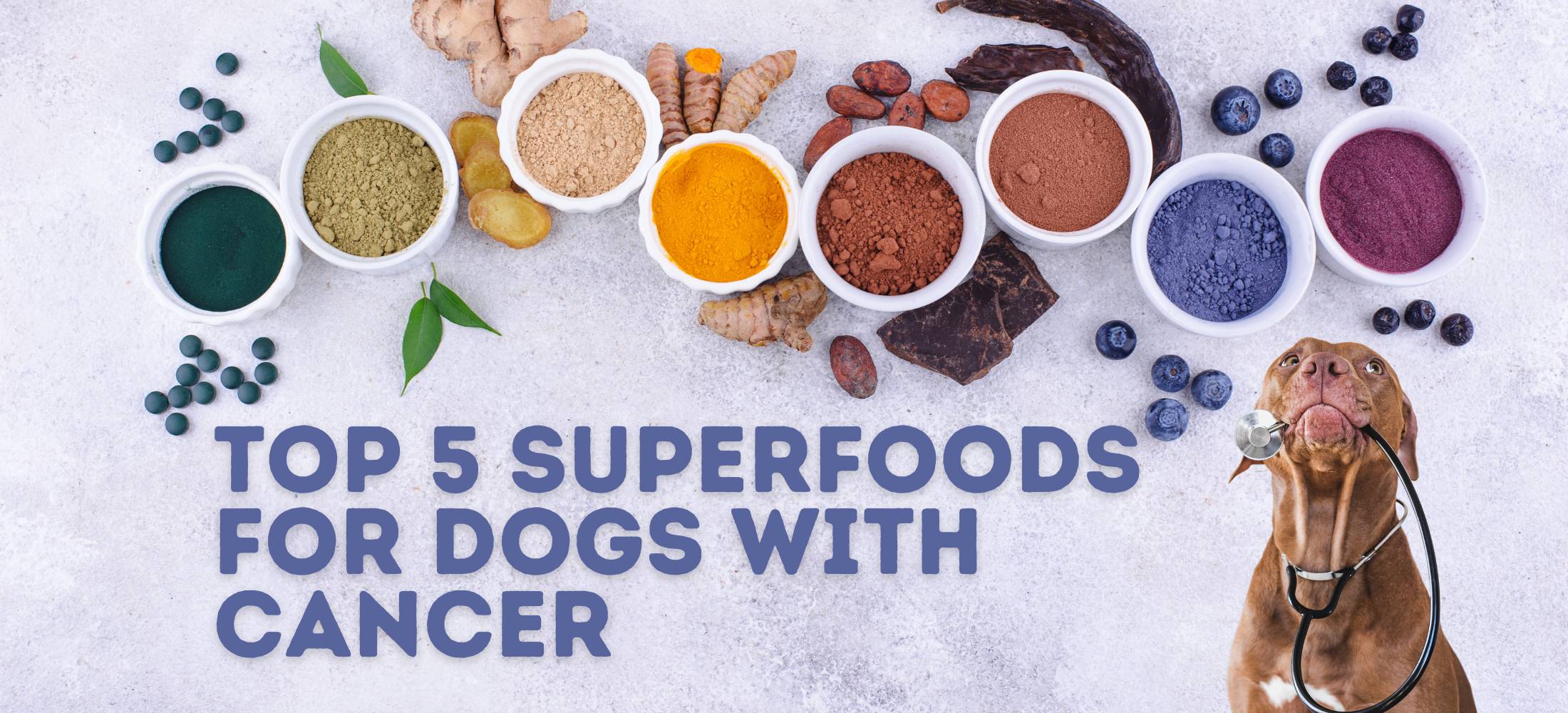 Top 5 Superfoods For Dogs With Cancer