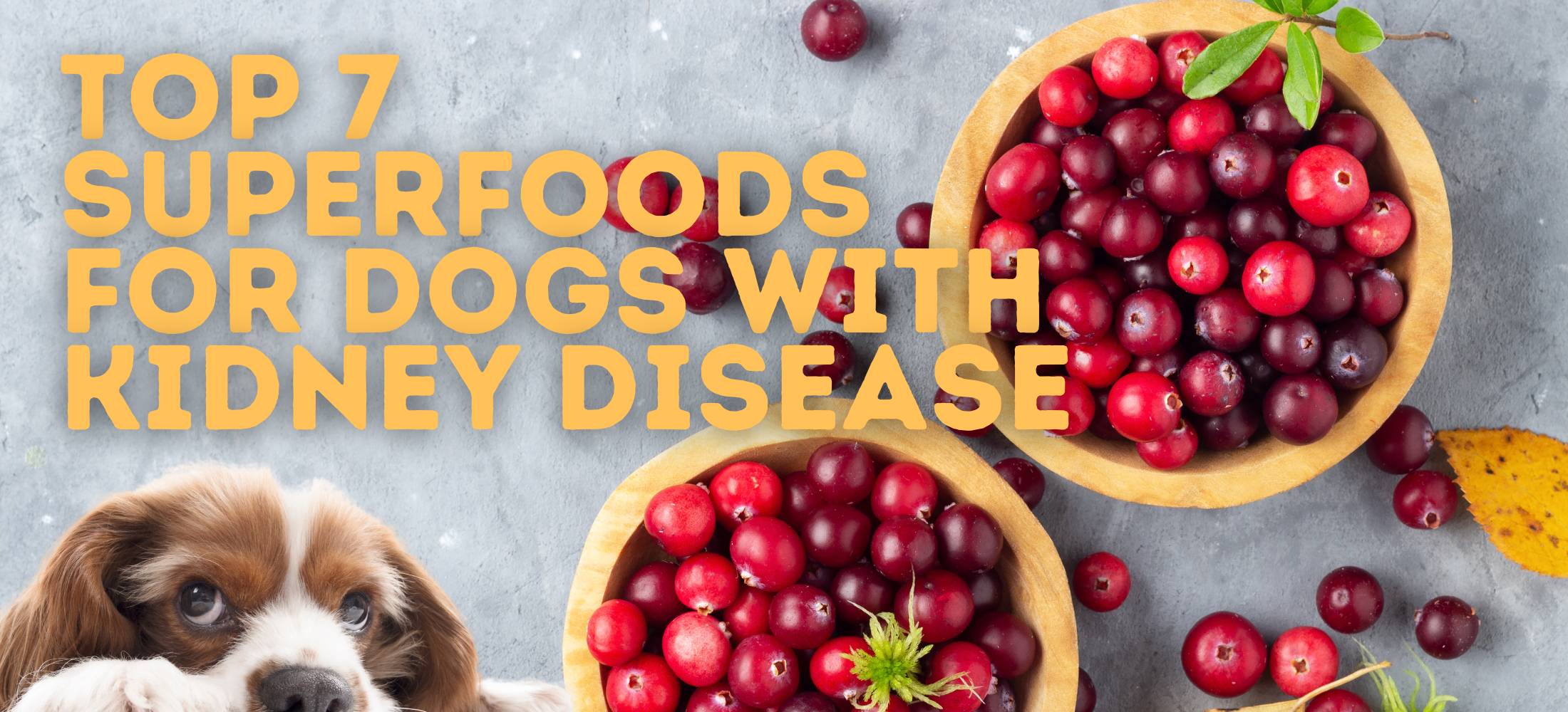 Top 7 Superfoods For Dogs With Kidney Disease