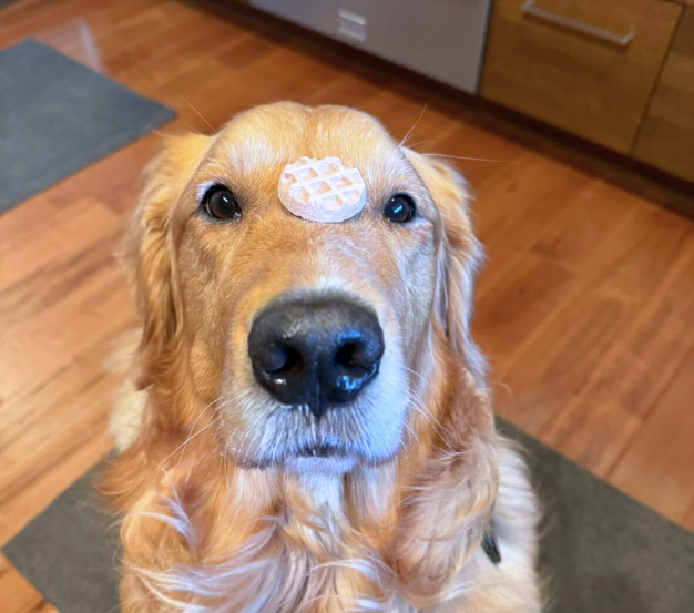 Golden Retriever with Snack Baby's healthy superfood dog treats balanced on his nose