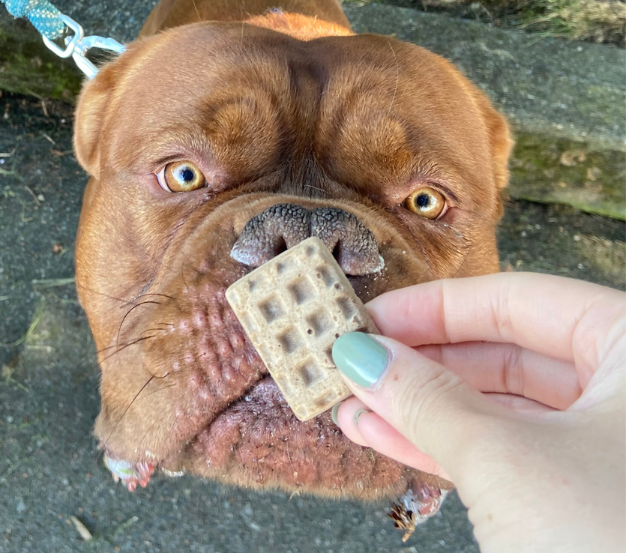 French Mastiff enjoying Snack Baby's best Vegan dog treats