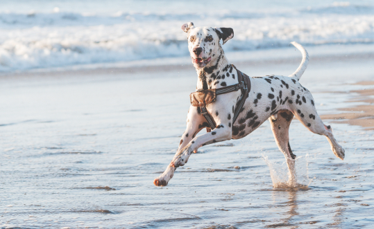A Dalmatian on the beach playing in the ocean