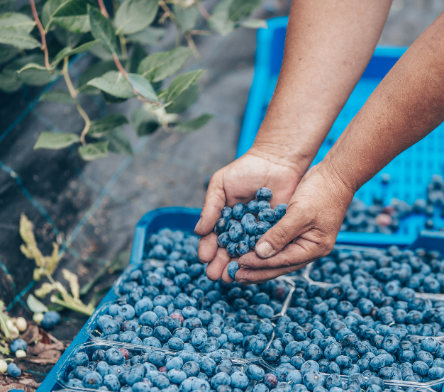 Organic blueberries from a local farm