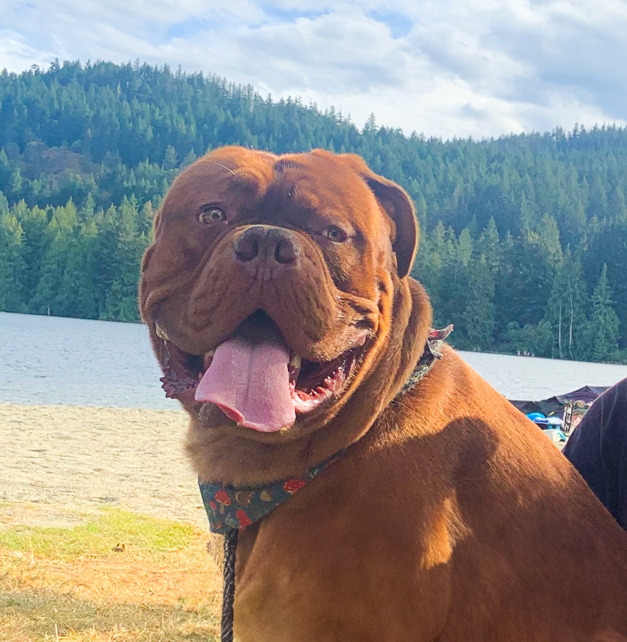 A happy french mastiff at the beach on a sunny day