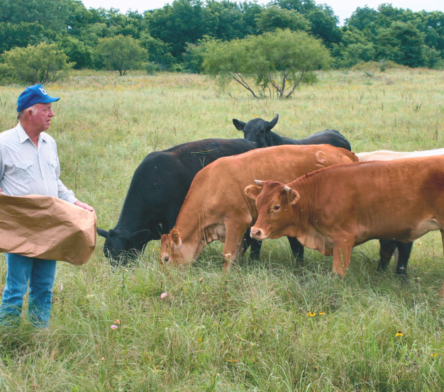 A local farmer standing next his grass-fed beef cows