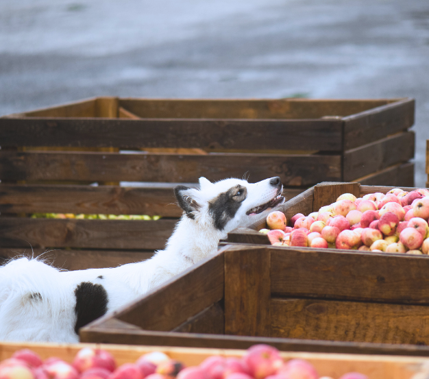 A happy dog peers into a crate of organic apples