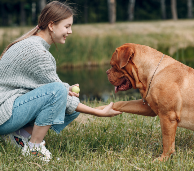 A french mastiff holding hands with his loving owner