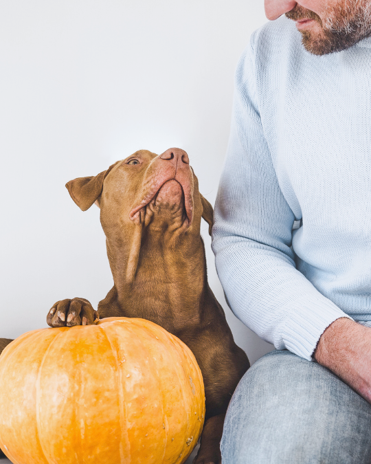 A loyal dog looks up at his owner with one paw on a pumpkin