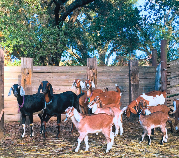 Healthy free range goats on a farm