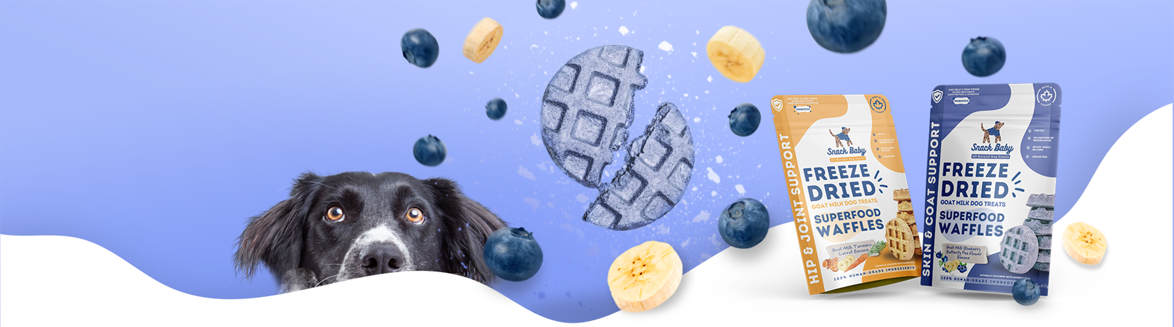 A black and white dog stares at Snack Baby's Blueberry Superfood Waffle - an all natural freeze dried dog treat